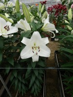 [5616 VH46 No01.JPG]